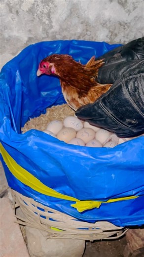 10K reactions · 351 shares | 21 eggs for Mahnoor Desi Kurak Murgi brooding cycle 114 #hen #shorts #youtube #youtubeshorts #pets #nabilistan #nabilshzd #nabilverse #reels #reel | Nabil Shahzad | Facebook