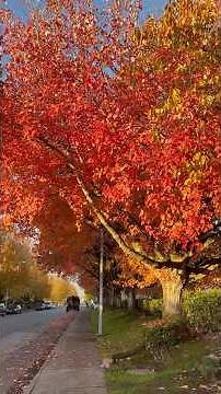 Autumn Blaze Maple Tree with Falling Leaves #Autumn
