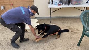 42 reactions · 16 shares | Niko (#A1964611) is having fun showing off...