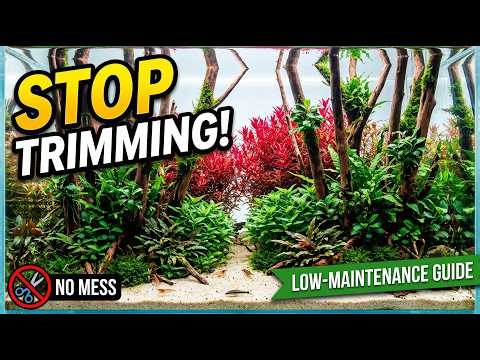 How to Build a LUSH Low-Maintenance Planted Tank (Step-by-Step)🌿