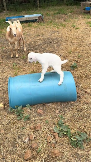 Flyin M Ranch on TikTok