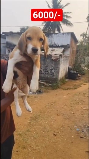 Beagle puppy for sale - 9666464483