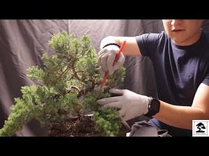 Juniper Bonsai (Procumbens Nana) 3 years update