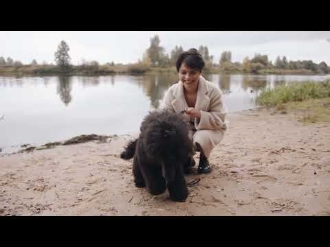 5 Surprising Poodle Facts You Should Know