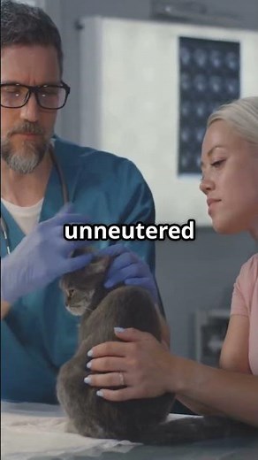 cat 101: feline leukemia diagnosis and treatment #catfacts