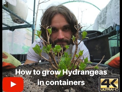 How to grow Hydrangeas in containers and pots.