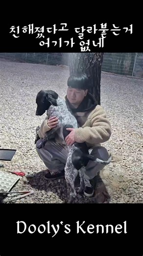 어이가 없네 #다견가정 #귀여운강아지 #강아지브이로그 #새끼강아지 #저먼포인터 #독일포인터 #gsp #germanshorthairedpointer