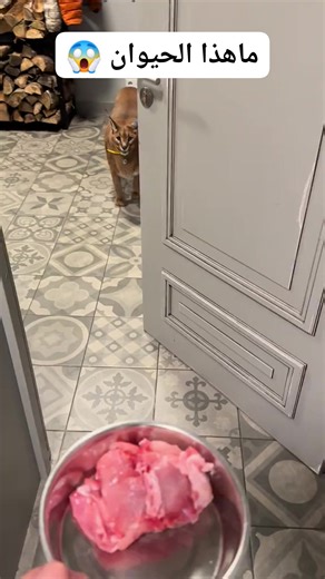 1.3M views · 2.2K reactions | Floppa eating aggressively  #قط #حيونات #مفترس #شاهد #تمتع #حيوانات_برية #مرعب #أسد #نمر #غابات #عام2023 #عام2024 | منوعات عامة | Facebook