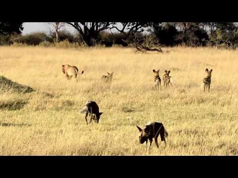 Ker & Downey Botswana - Lion vs. Wild dog