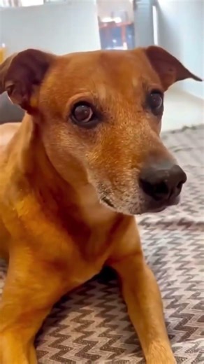 This Dog's Obstacle Course Skills Are Insane 🐕 #dogtraining #impressive #shorts