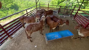 Exploring GYR Genetics and Sustainable Dairy Farming