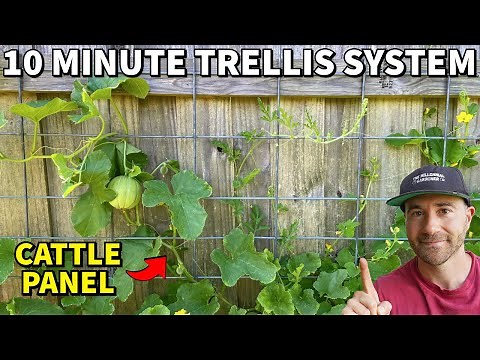Turn Your Fence Into A CATTLE PANEL TRELLIS In 10 Minutes!
