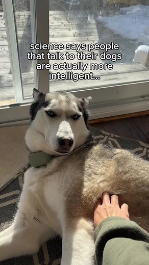 how often does your dog talk back to you? . . . #dogsofinstagram #dogsofinsta #dogfamegroup #huskiesofinsta #huskiesofig #huskysiblings #dog #huskylife #huskies #huskiesofinstagram #dogstagram #husky #huskypuppy #huskylove #dogsofinstagram #dogsofinsta #dogsofig #huskiesofig #huskysiblings #ontariohuskies | Ontario Huskies