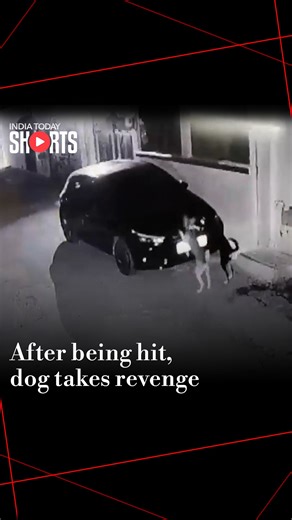 In an unusual incident from Madhya Pradesh, a dog scratched a car that had hit it earlier in the day. Prahlad Singh Ghoshi accidentally hit the dog while driving to a wedding. Hours later, CCTV footage revealed the same dog returning at night and scratching the car's surface. #ITDigital #DogRevenge #Dogs #CCTV #MadhyaPradesh | India Today