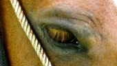 Close up to a brown horse winking eye