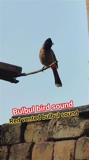 Bulbul bird sound | Red vented bulbul sound | bulbul bird voice | bulbul bird call #bulbul