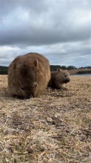 Fascinating Facts About Wombat Teeth Growth