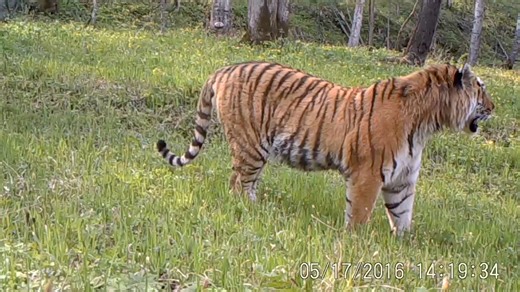1K views · 123 reactions | Saturday marks International Tiger Day, a day to raise awareness of the endangered tiger species and to promote conservation efforts. In a national park in northeast China, the population of wild Siberian tigers is on the rise, thanks to the country's persistent efforts. #GLOBALink | China Xinhua News | Facebook