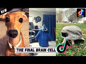 Funny Tiktok Compilation - It's Final Brain Cell