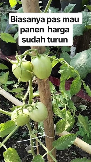 MENJELANG PANEN BUAH TOMAT#buahtomat#berkebun #berkebundirumah