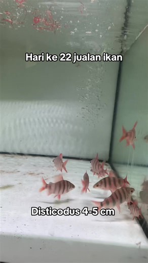 Ikan zebra orennya kakak #tankmate #ikanhias #aquarium #ikanpredator #ikan