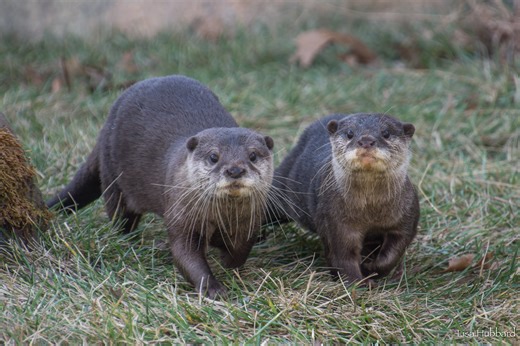 Asian Small-Clawed Otter - Cincinnati Zoo & Botanical Garden