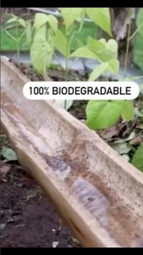 Diy Drip Irrigation Using Bamboo