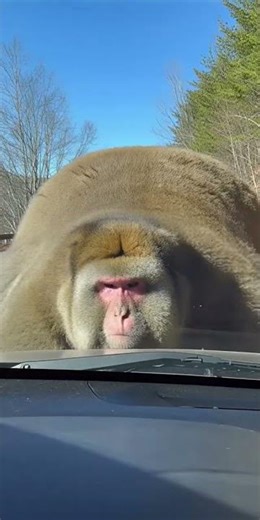 Did I Just Hit a GIANT MONKEY?! 🤯 Road Block Surprise