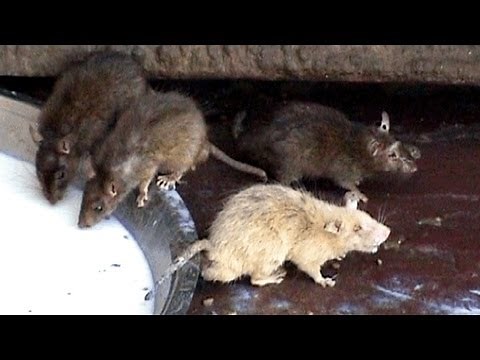 Meet the White Rat, Karni Mata Hindu Temple, Deshnok Rajasthan India