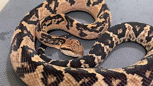 8.6K views · 311 reactions | One of twelve two year old Bushmasters ( Lachesis muta) during venom extractions today. Notice the vibration of the tail warning you to stay away then a defensive strike. | Kentucky Reptile Zoo | Facebook