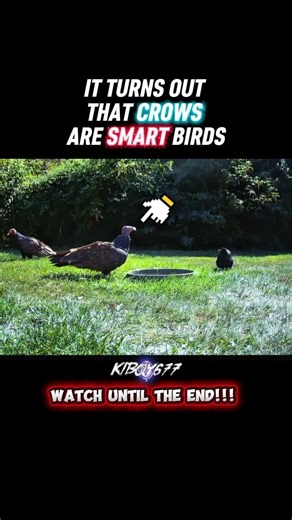 This Crow Proves Who is The Smartest Bird in The Wild 😆 #trending #animals #crow #smartcrows #birds
