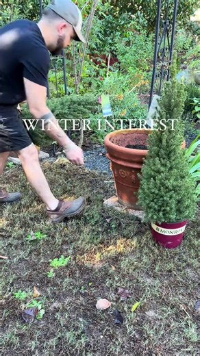 25 reactions | Meet the Dwarf Alberta Spruce — the cutest evergreen...