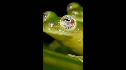 Inside the See-Through World of the Glass Frog.