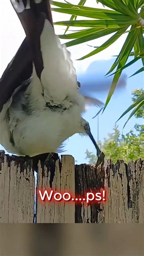 Bobbie Fought Gravity... And LOST! 📉🤣 #shorts