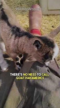 Meet the Myotonic Goat: The Most Dramatic Animal Ever? 😂 #Goats