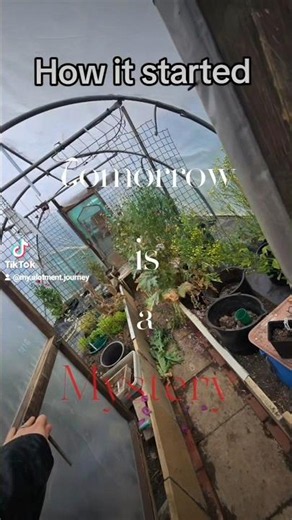 My alotment is improvin #alotment #garden #gardening #plants #nature #greenhouse