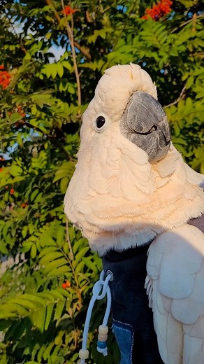 Rowan Tree... | Max the Moluccan