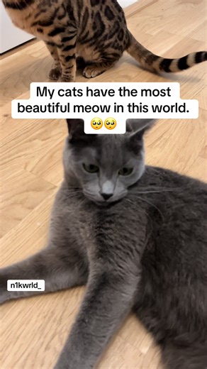 Beautiful Cat Meows That Capture Hearts
