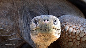 Baby Galápagos tortoises make debut at Philadelphia Zoo