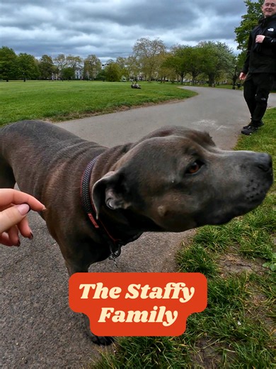 "She had a litter of 12 puppies, it was mayhem". Meet Maggie and her b... | dog