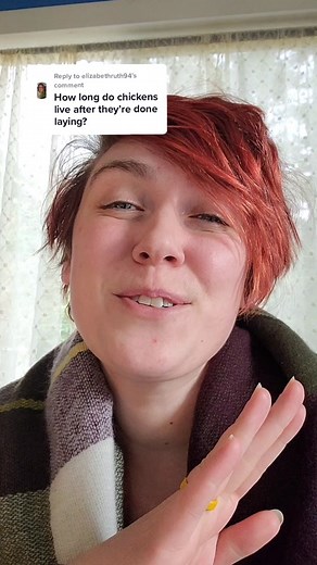 Understanding the Life Cycle of Chickens Guide