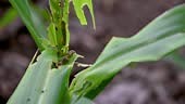 In the maize field, the armyworm attack the maize leaves, causing...
