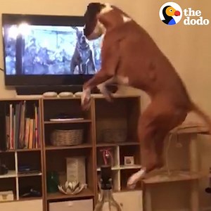 649K views · 9.3K shares | This dog wants to be doing EXACTLY what the dog on TV is doing  | The Dodo | Facebook