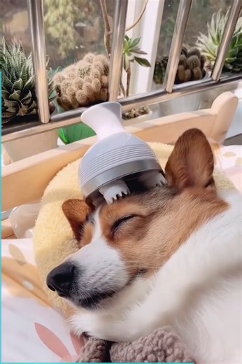 Just some good dogs living their best lives 😍💆🤣 | Beautiful World