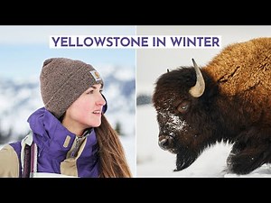 Surviving Winter in Yellowstone National Park *I can't believe we saw this!!*