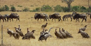 Gnus and zebras walking by eagles