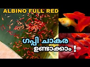 guppy breeding/albino full red guppy caring/guppy bulk breeding/ guppy fish breeding/guppy Fry care