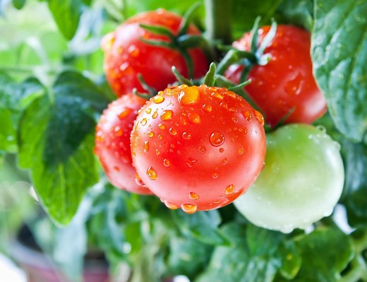 How To Grow And Care For Tomatoes Indoors