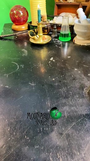 🐍 I personally don’t like to cut eggs but when they are overdue I will go in to make sure everything is ok. 🧪 #topgunmode #MINDORDERING #eggs #ballpythonbreeding #snakes #MadewithKAContest #snakebreeding #pets #petsnakes #snakepets #pythons #elpaso #lascruces #sawa #PerfectPrideMovement #ReadyForHell #Königspython #royalpython #piton #หลาม #Pitão #pitó #krajta #파이썬 #chatu