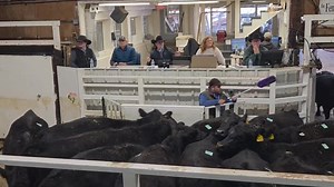 Hot Barn Status! TLM! Chuck P say…. “Flag Ranch Coming 3 year old bred cows 76 head bring $5050” 😉🔥🔥🔥BOOM!!! | Hot Barn Report